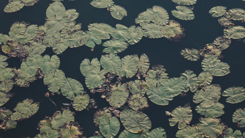 Green water lily pads float calmly on the dark surface of a still pond or river, showcasing natural patterns and organic textures from a high angle.