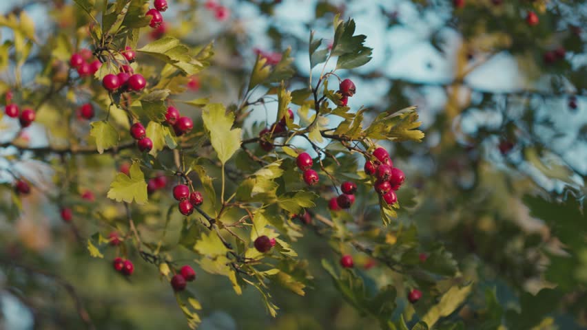 Bright red hawthorn berries cluster on green-leaved branches, glowing softly in warm natural light against a beautifully blurred background.