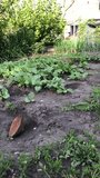 Watering seedlings from a watering can, home garden beds, vertical video.
 - Powered by Shutterstock - Get 15% off with code: PIKWIZARD15