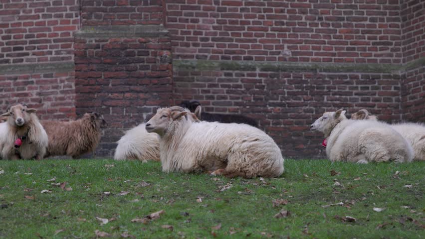 A herd of thick-fleece heath sheep rests calmly on a green grassy slope with scattered autumn leaves, positioned in front of an old weathered brick building wall.