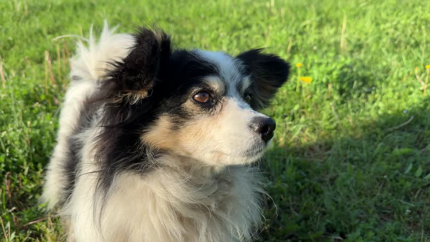 Adorable dog in the grass.