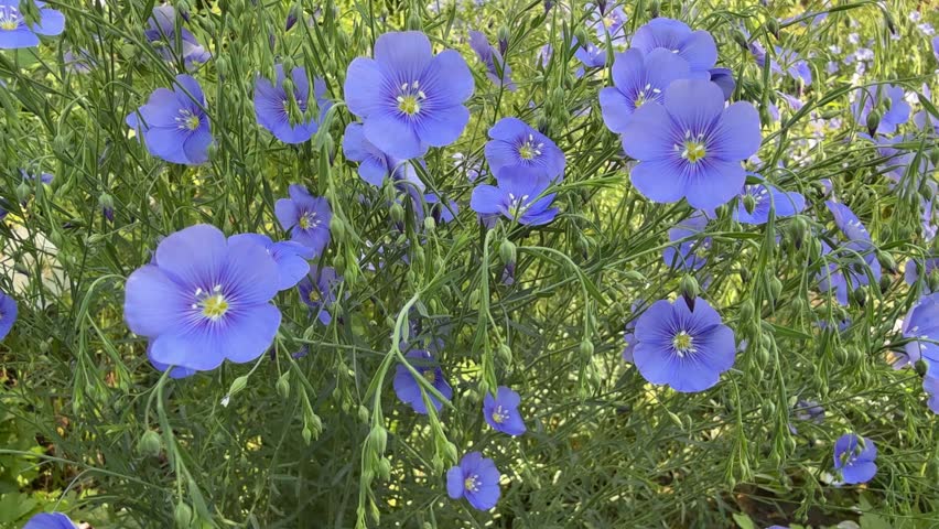 Blue flowers flax linum in the field.