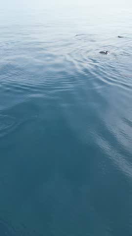 Large Dolphin Pod Swimming and Jumping in Glassy Sea in Baja California Portrait Video