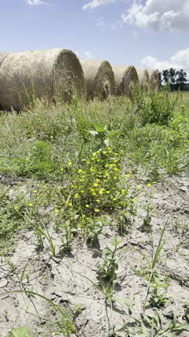 Vertical View Of Yellow Flowers And Tall Grass Rustling In Breeze With Bees Flying In Front Of Hay Bales On Sunny Day