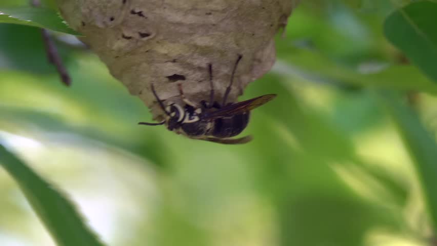 Close-up of a bald-faced hornet (Dolichovespula maculata) building a nest. These large wasps are known for its aggressive nest defens