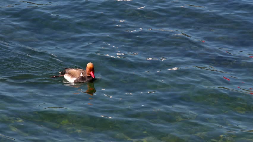 Beautiful red crested pochard male duck gracefully swimming in the rippling blue green water.