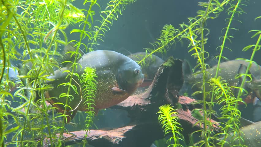 Red-bellied piranha (Pygocentrus nattereri) swimming in aquarium  close up