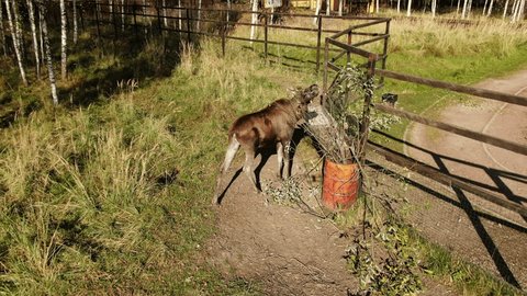 Drone Orbiting Moose Feeding Mytishchi Enclosure