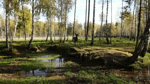 Drone Slowly Backing Away Deer Mytishchi