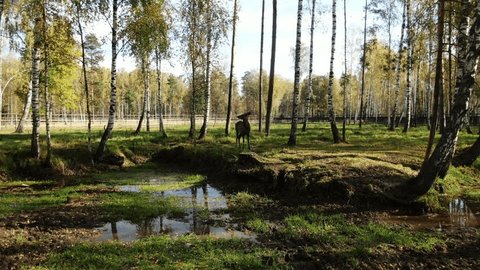 Drone Flying Backward Filming Deer Birch Grove