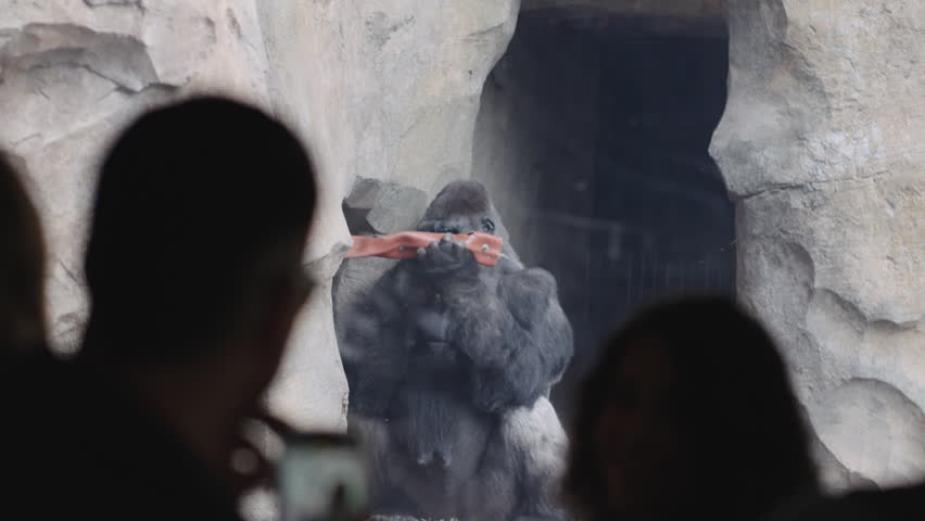 Gorillas share a touching moment in the Bioparc Valencia, showcasing their bond in a natural setting. Witness the beauty of wildlife up close and personal.