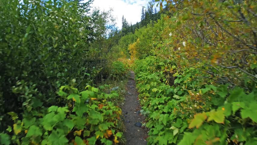Footage of a narrow dirt hiking trail winding through dense, lush green and golden-yellow autumn foliage in the forest of the Glacier Basin Trail, located in Mount Rainier National Park, Washington St