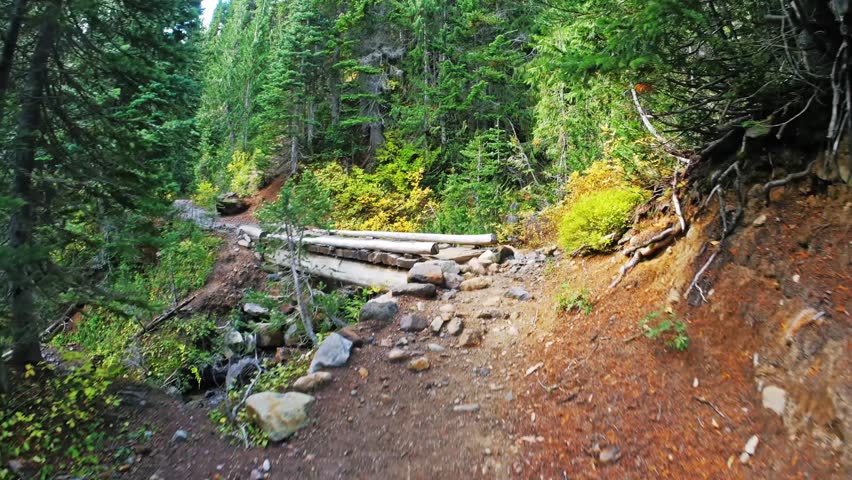Footage of a scenic hiking trail in the old-growth conifer forest of Mount Rainier National Park, Washington. The trail features a rustic log bridge crossing a small, tumbling creek, with vibrant gree
