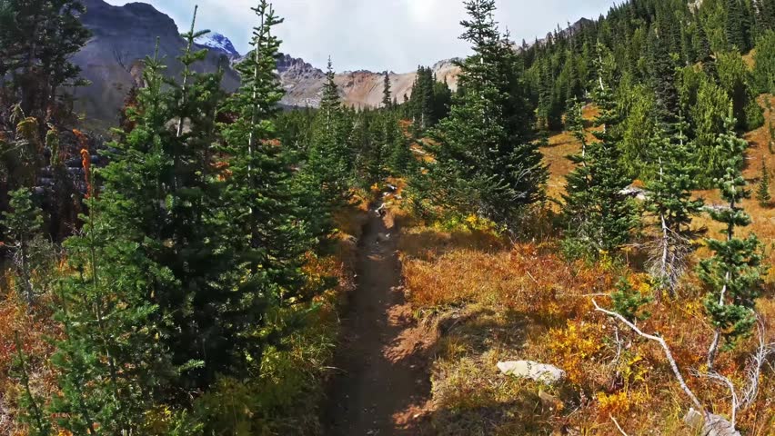 Footage of a scenic forest trail in the Glacier Basin area of Mount Rainier National Park during the autumn season. The path is lined with evergreen trees and vibrant orange and yellow fall foliage, l