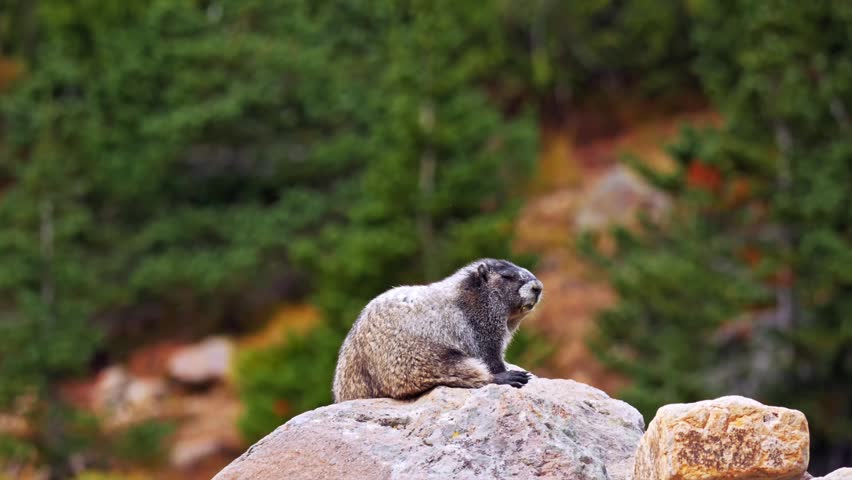 Footage of a wild hoary marmot (Marmota caligata), a large ground squirrel also known as a "whistle-pig," sitting alertly on a large rock formation along the Glacier Basin Trail in Mount Rainier Natio