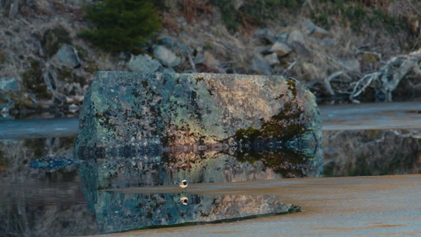 A white wagtail runs lightly across thin ice beside a lichen covered rock, while calm water and soft reflections create a quiet and delicate nature moment.