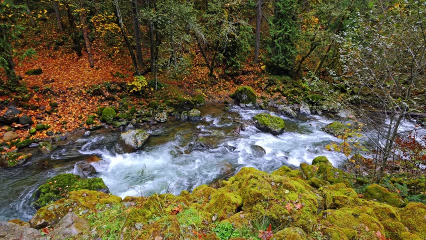 A scenic, high-angle view of a rushing mountain river flowing through a vibrant autumn forest in Mount Rainier National Park. The landscape is characterized by moss-covered boulders, evergreen conifer