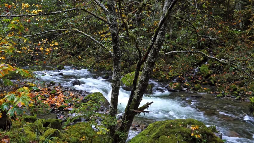 Footage of a crystal-clear, fast-flowing river or creek winding through a vibrant, moss-covered forest in Mount Rainier National Park, Washington State, USA. The scene captures the serene beauty of th