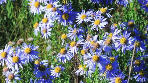 Blue chamomile flowers