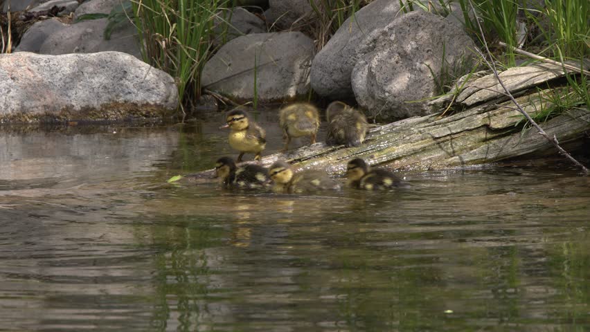 Family of adorable fluffy ducklings climb on log in wetland duck pond
