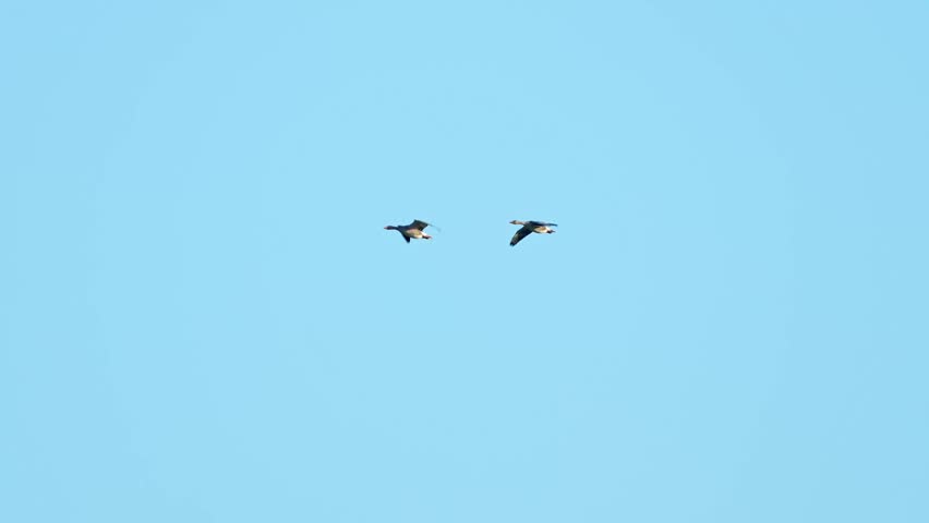 Two flying Greylag Geese in the Netherlands