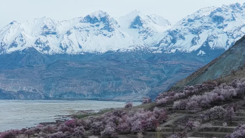 Stunning springtime aerial of pink and white blossoms against the Karakoram mountains in Skardu, Pakistan.