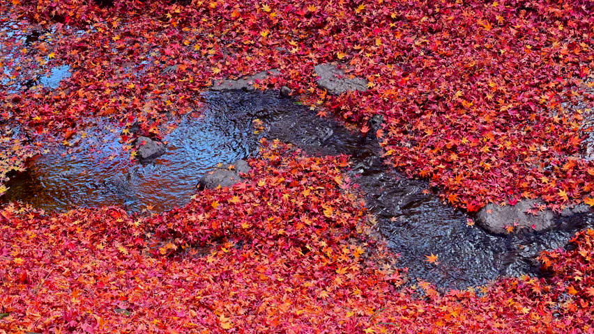 The vibrant red autumn leaves and river