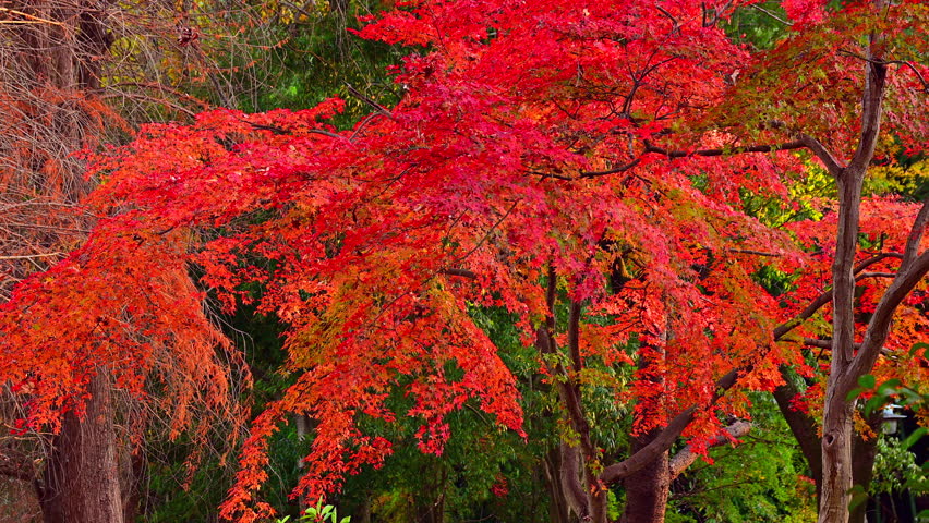 The vibrant red autumn leaves