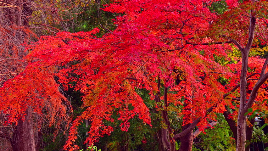 The vibrant red autumn leaves