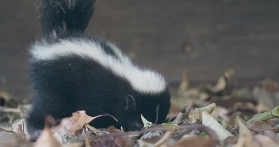 A baby striped skunk foraging through dried autumn leaves
