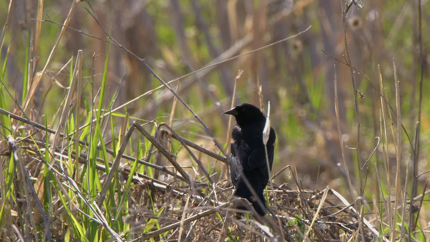 From behind: Male Red-wing blackbird sings and flies away at wetland