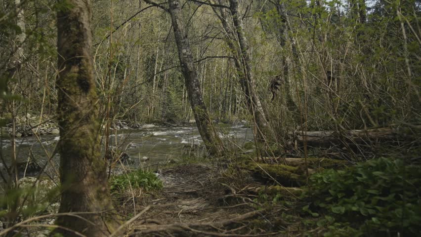 First person perspective moves over dirt trail navigating thick exposed roots past mossy dark tree trunks revealing bright rocky riverbank beside fast flowing water surrounded with dense lush forest