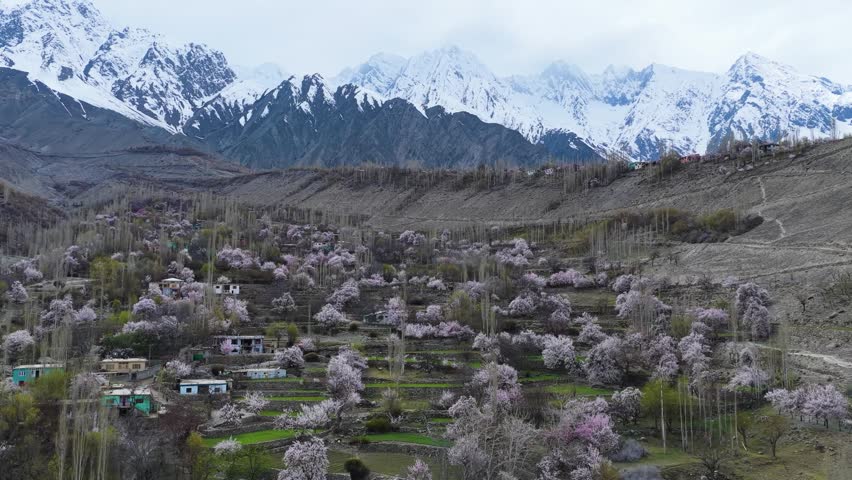 Stunning springtime aerial of pink and white blossoms against the Karakoram mountains in Skardu, Pakistan.