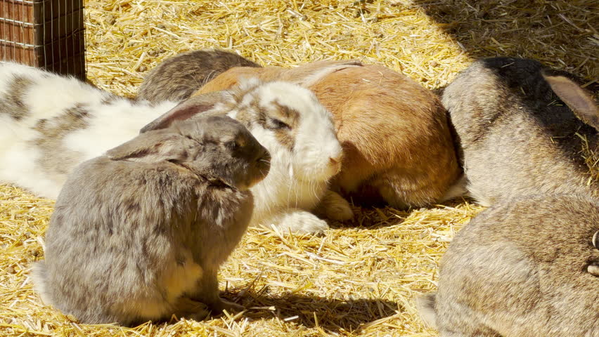 A cozy group of fluffy rabbits huddle together peacefully in a bed of golden straw. Their calm and sleepy postures bring a warm, heartwarming feeling to the bright farm environment.