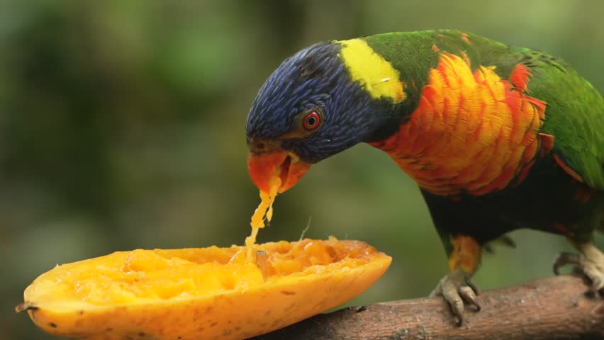 Extreme macro closeup of rainbow lorikeet eating juicy mango half on branch with pulp dripping from beak at Edward Youde Aviary Hong Kong