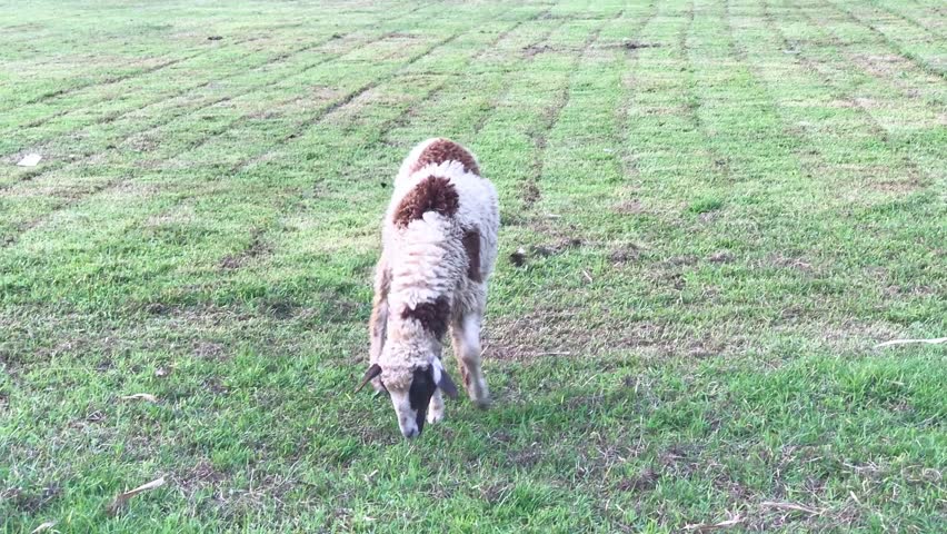 A single brown and white spotted sheep grazes peacefully on lush green grass in a mowed farm pasture, depicting rural livestock farming, agriculture and countryside life in natural daylight.