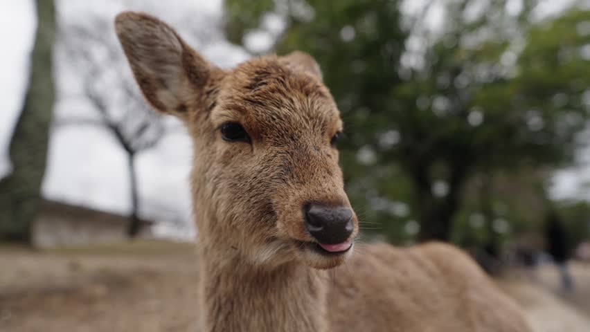 Extreme close up of a wild sika deer face looking directly into camera at Nara Park in Japan