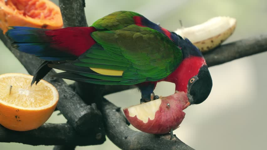 Colorful Black-capped Lory with red body and black crown eating apple and banana on fruit feeder at Edward Youde Aviary