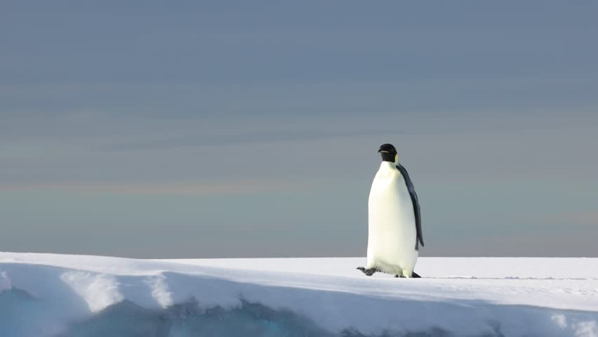 Emperor penguin walks along the edge of a bright Antarctic iceberg, isolated against a pale sky in a minimal polar wildlife scene.