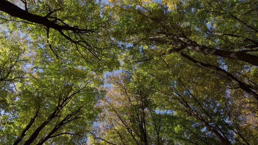 A low-angle shot looking directly up into the lush forest canopy. Sturdy tree trunks tower high, with branches and twigs covered in green leaves and a hint of autumn yellow.
