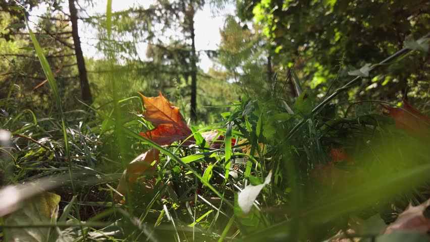 The camera moves among the grass and leaves in the forest.