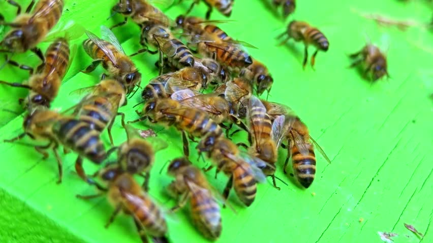 Extreme close-up of honeybees crawling on the green painted wood hive surface