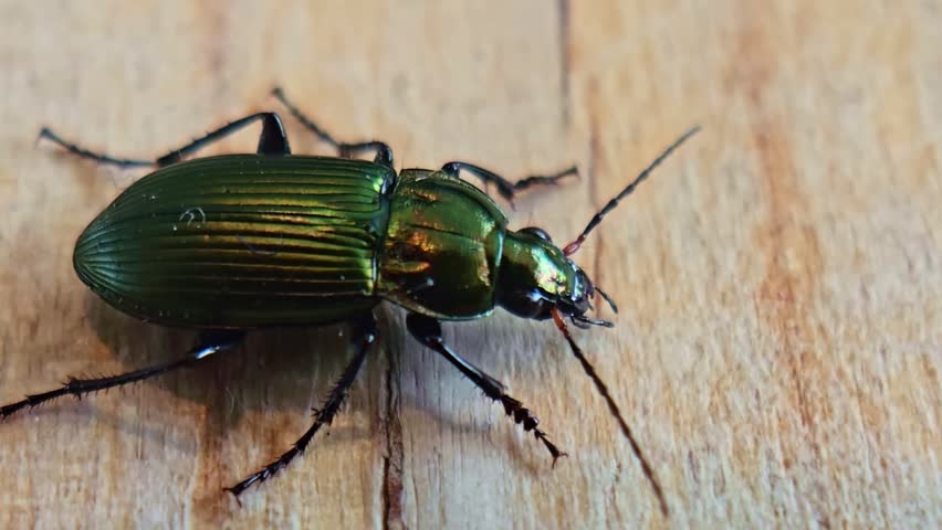 Static portrait of a metallic green ground beetle resting on wood grain