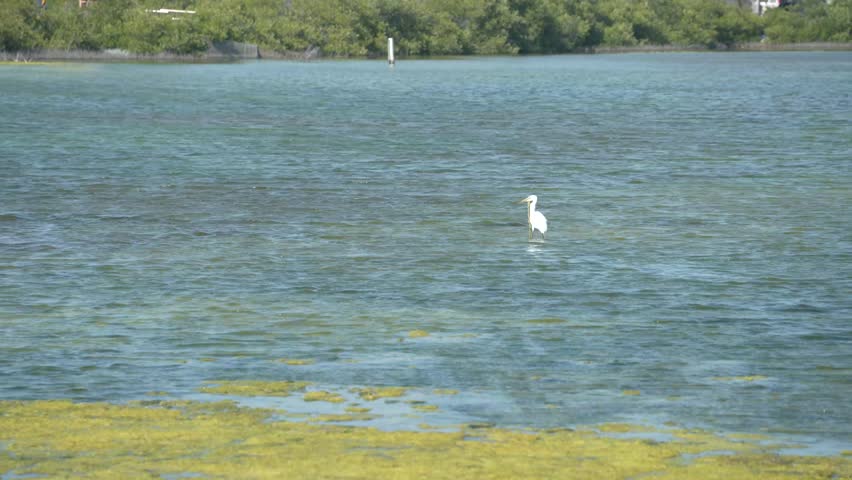 A white egret foraging on an exposed algae-covered sandbank at the edge of a wetland in Taiwan. The bird pecks at the ground near shallow water with green mangroves stretching across the background.