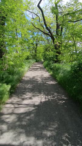 Shaded nature trail between green spring trees