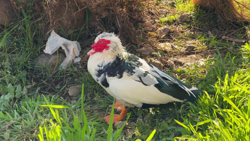 A black and white Muscovy duck with red facial caruncle stands on green grass near a riverside creating a natural farm wildlife scene of domestic poultry at sunny daytime.
