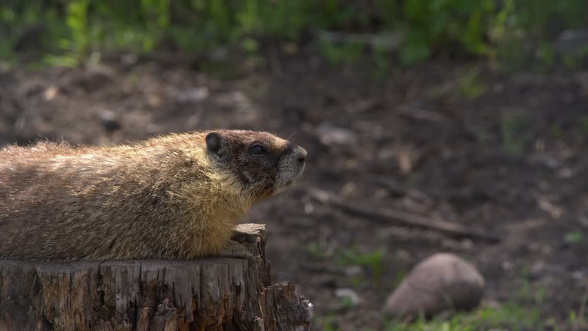 Closeup Yellow-bellied marmot looks out of frame with copy space