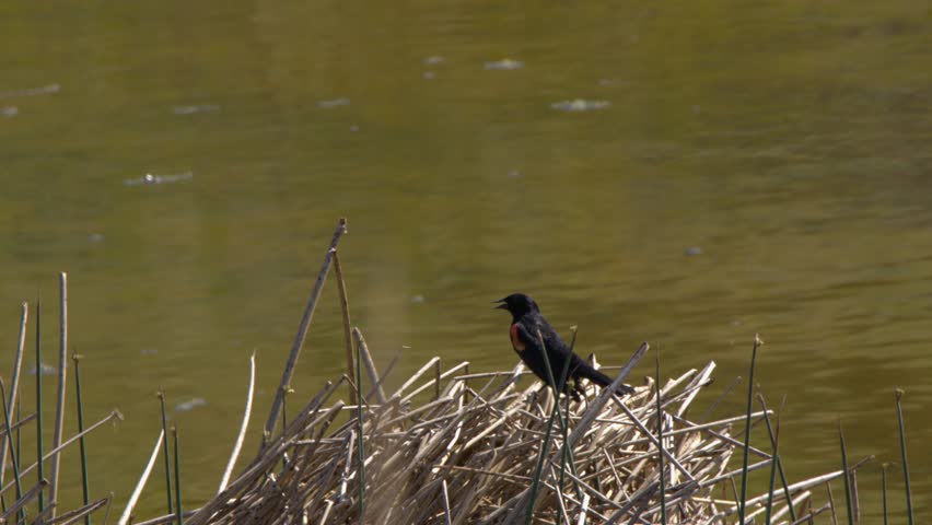 Red-winged blackbird takes flight from reeds at edge of wetland pond