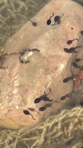 Frog Lifecycle With Tadpoles Swimming In Shallow Water Among Pond Plants And Rocks.