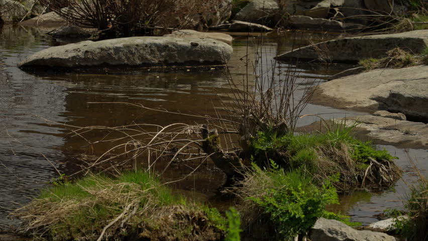 Shallow stream water flowing gently around natural river rocks and sparse green vegetation, creating a peaceful outdoor scene